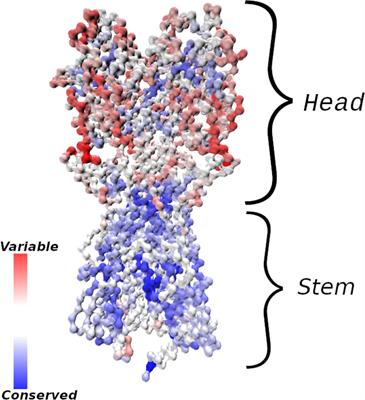 A Coarse-Grained Model of Affinity Maturation Indicates the Importance of B-Cell Receptor Avidity in Epitope Subdominance